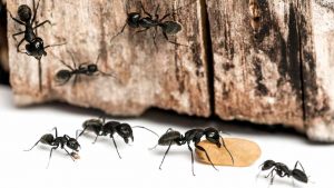 Ecco come sbarazzarsi delle formiche - cartoonmag.it Depositphotos