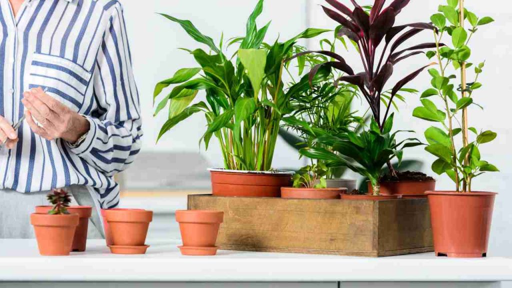 Ho deciso di arredare la mia casa con fiori e piante: per farlo ho seguito solo questo segreto | Altro che interior designer