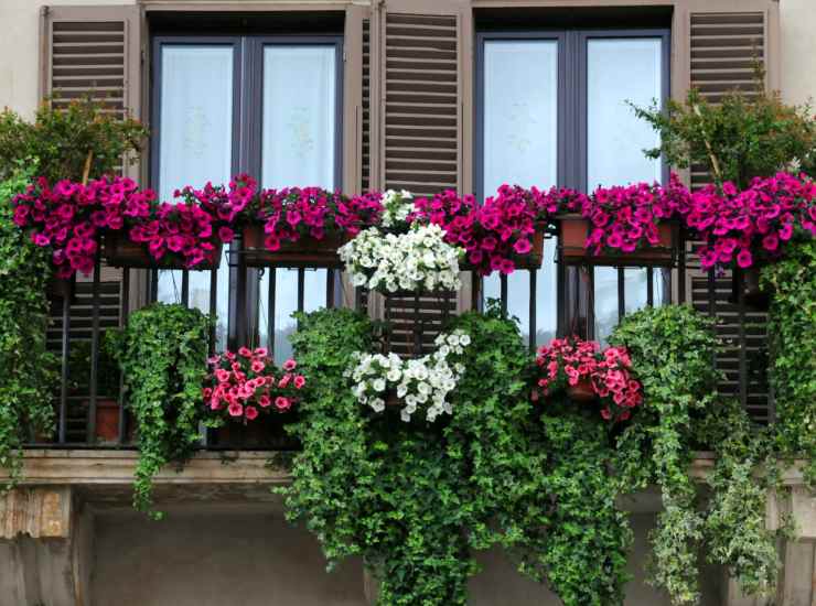 Ecco quali fiori mettere sul proprio balcone - cartoonmag.it Depositphotos