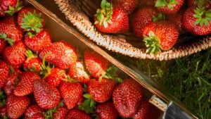 Fragole