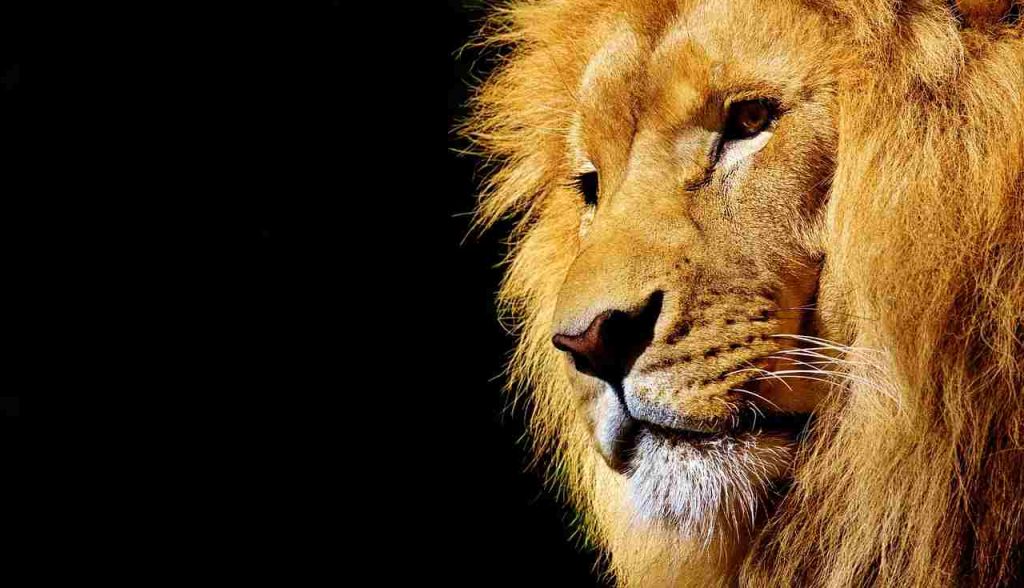 “Mufasa: Il Re Leone – L’edizione Steelbook 4K in sconto, magia Disney da collezione”